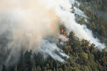 A wildfire breaks out in a forest with smoke billowing all around it