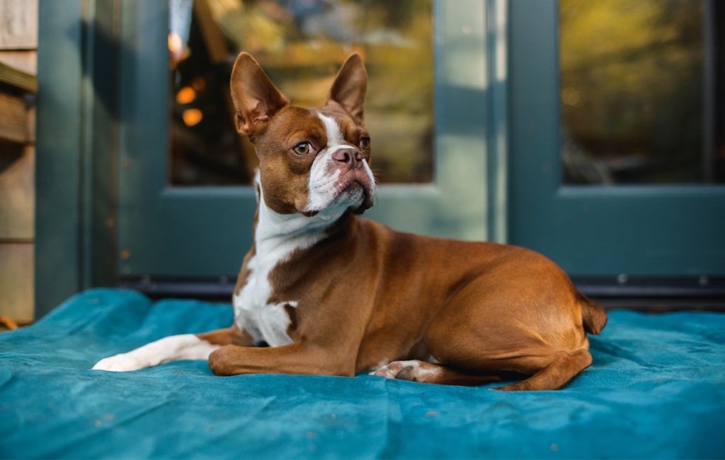 Ruffwear Mt. Bachelor Pad Dog Bed