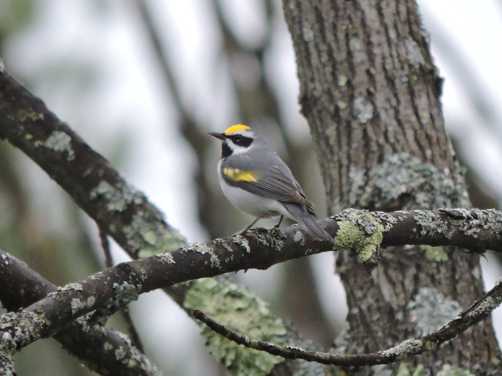 A golden-winged warbler perched in a tree