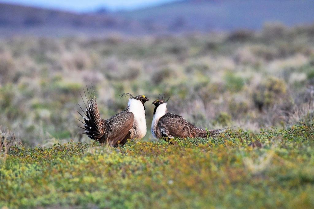 Two sage grouse face each other in a colorful field