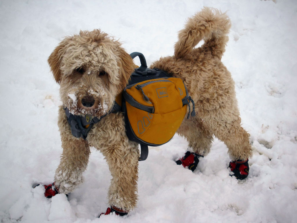 How to Protect Your Dog’s Paws in Winter REI Path