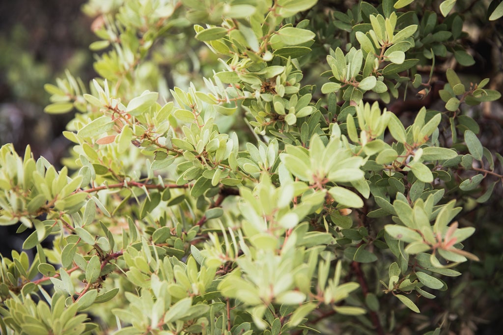 Leaves