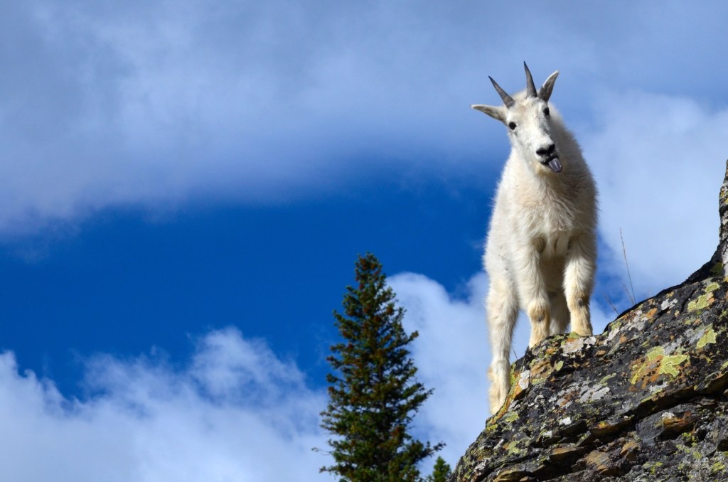 A mountain goat perched on a rock sticks its tongue out at the camera.