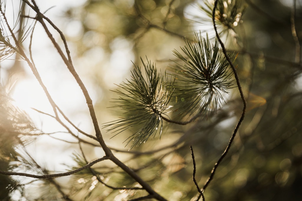 Tree branches