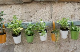 DIY: How to Plant and Grow Herbs in a Pot