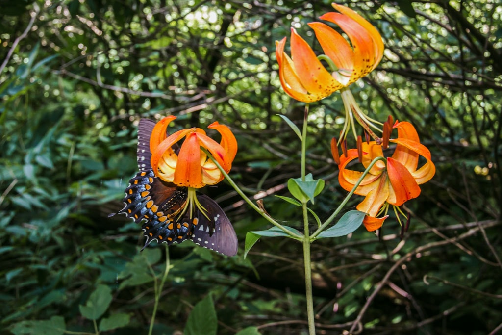 Butterfly on a flower