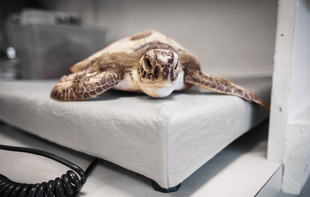 Turtle