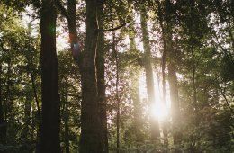 Trees in a forest with sunshine coming through the trees
