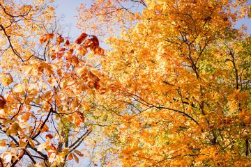sky and trees with fall colors