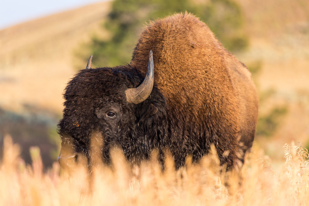 Bison, Blacktail Deer Plateau, Yellowstone
