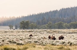 First light on frosty bison near Soda Butte Creek