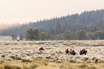 First light on frosty bison near Soda Butte Creek