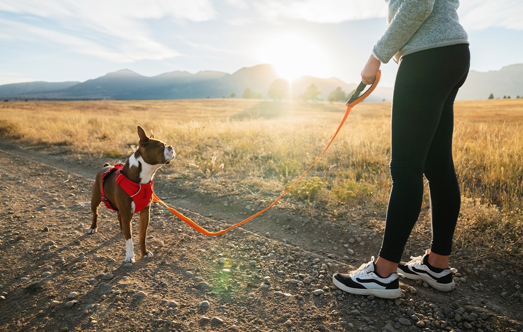 Ruffwear Roamer Dog Leash