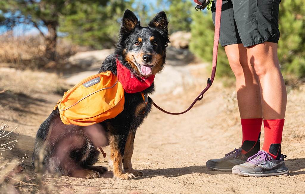 rei adventure dog boots