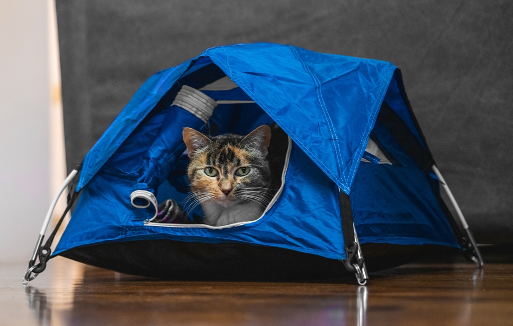 Tiny Tents Tiny Tent