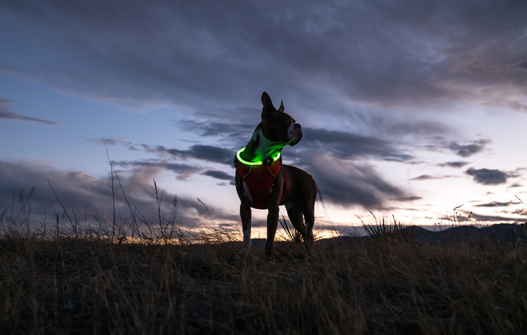 Nite Ize Nitehowl LED Safety Necklace