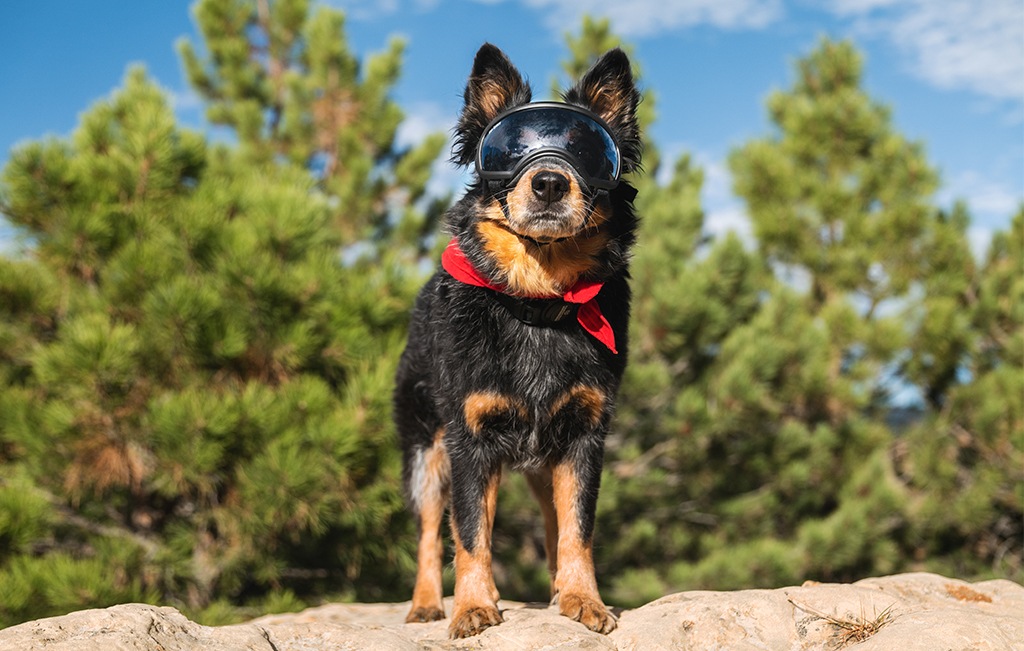 Rex Specs Dog Goggles