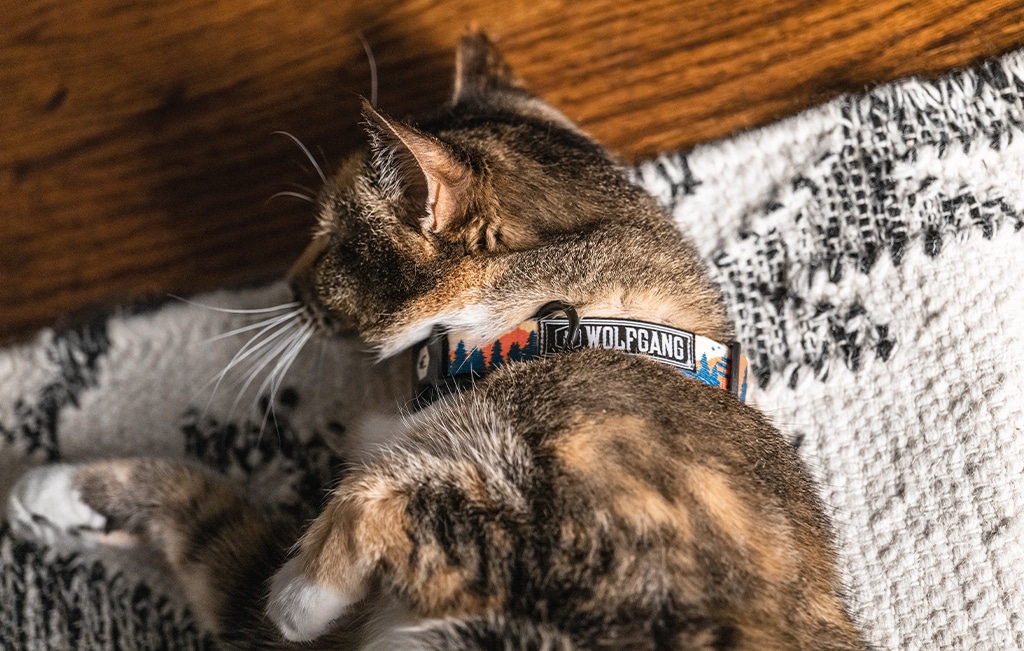 Wolfgang Man & Beast OverLand Collar