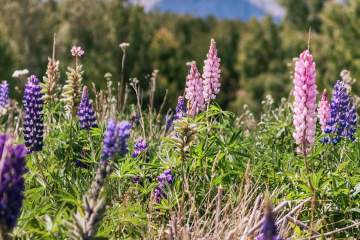 Hiking Through Illness