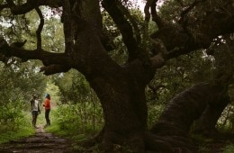 Two runners pause for a beat beneath a large tree