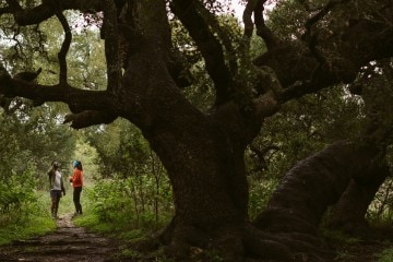 Two runners pause for a beat beneath a large tree