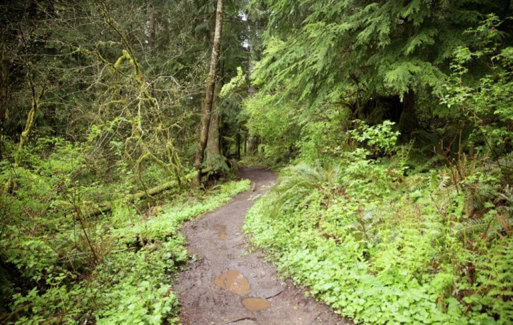 Trail through wooded area.