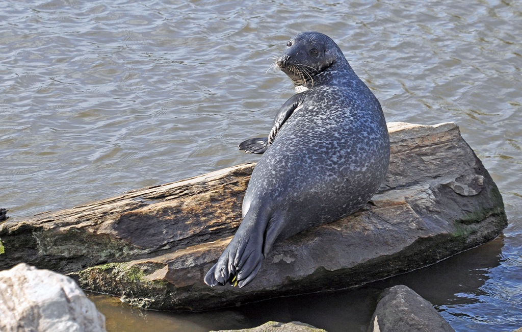 Sealy the harbor seal in Muscota Marsh, New York City