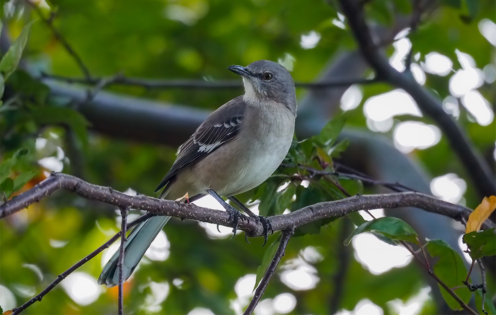 Northern Mockingbird