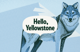 An illustrated wolf and mountain are in the background with a Hello, Yellowstone word bubble centered in the middle of the illustration.