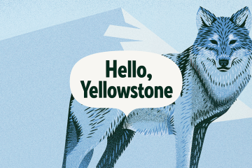 An illustrated wolf and mountain are in the background with a Hello, Yellowstone word bubble centered in the middle of the illustration.