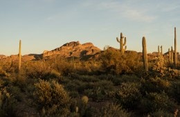 Desert landscape in Phoenix, Arizona