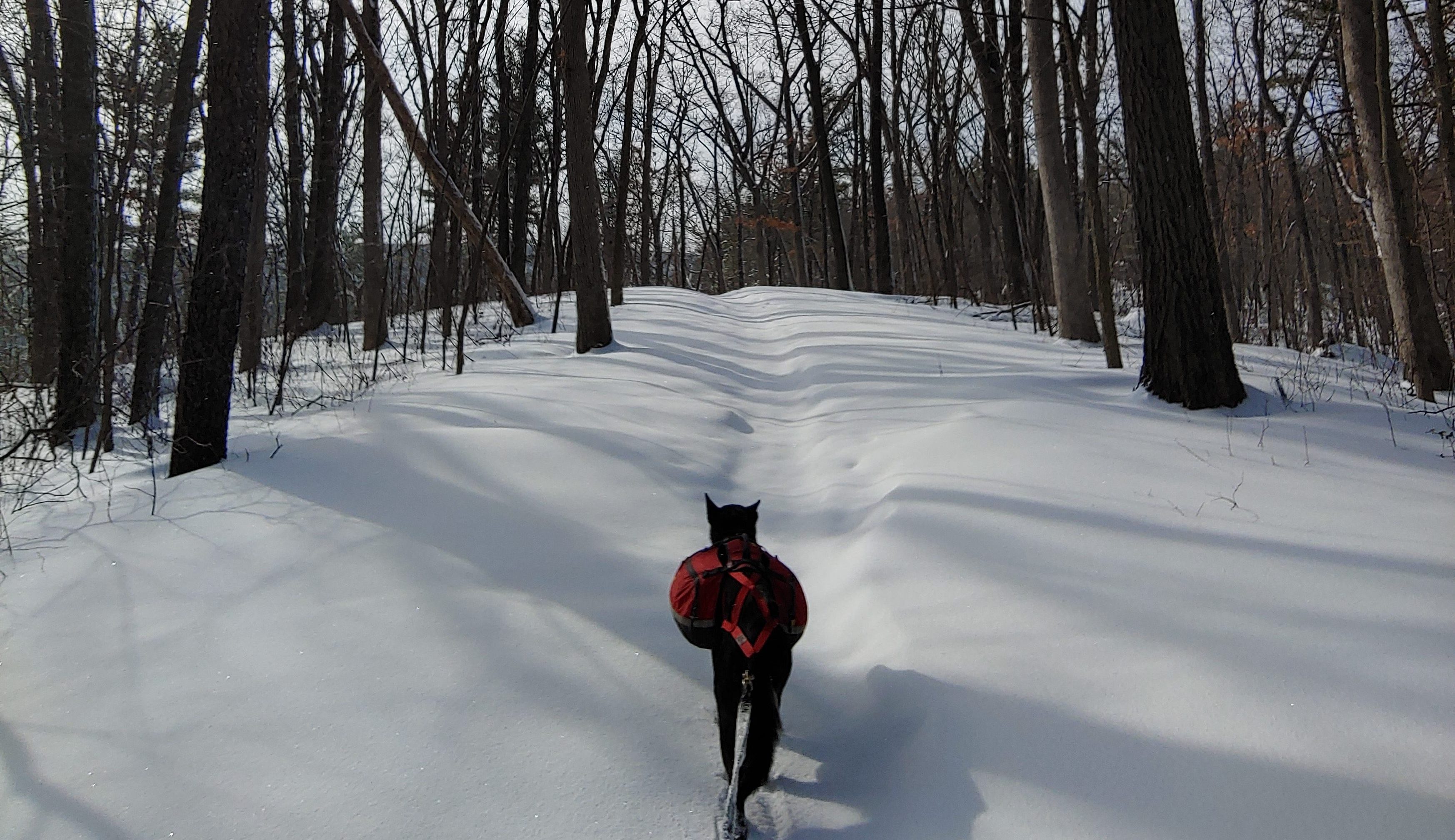 emily ford's dog diggins hiking in the winter