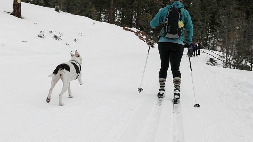 A person cross-country skis along groomed tracks accompanied by a dog