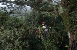 Exploring Tree Canopies with Nalini Nadkarni
