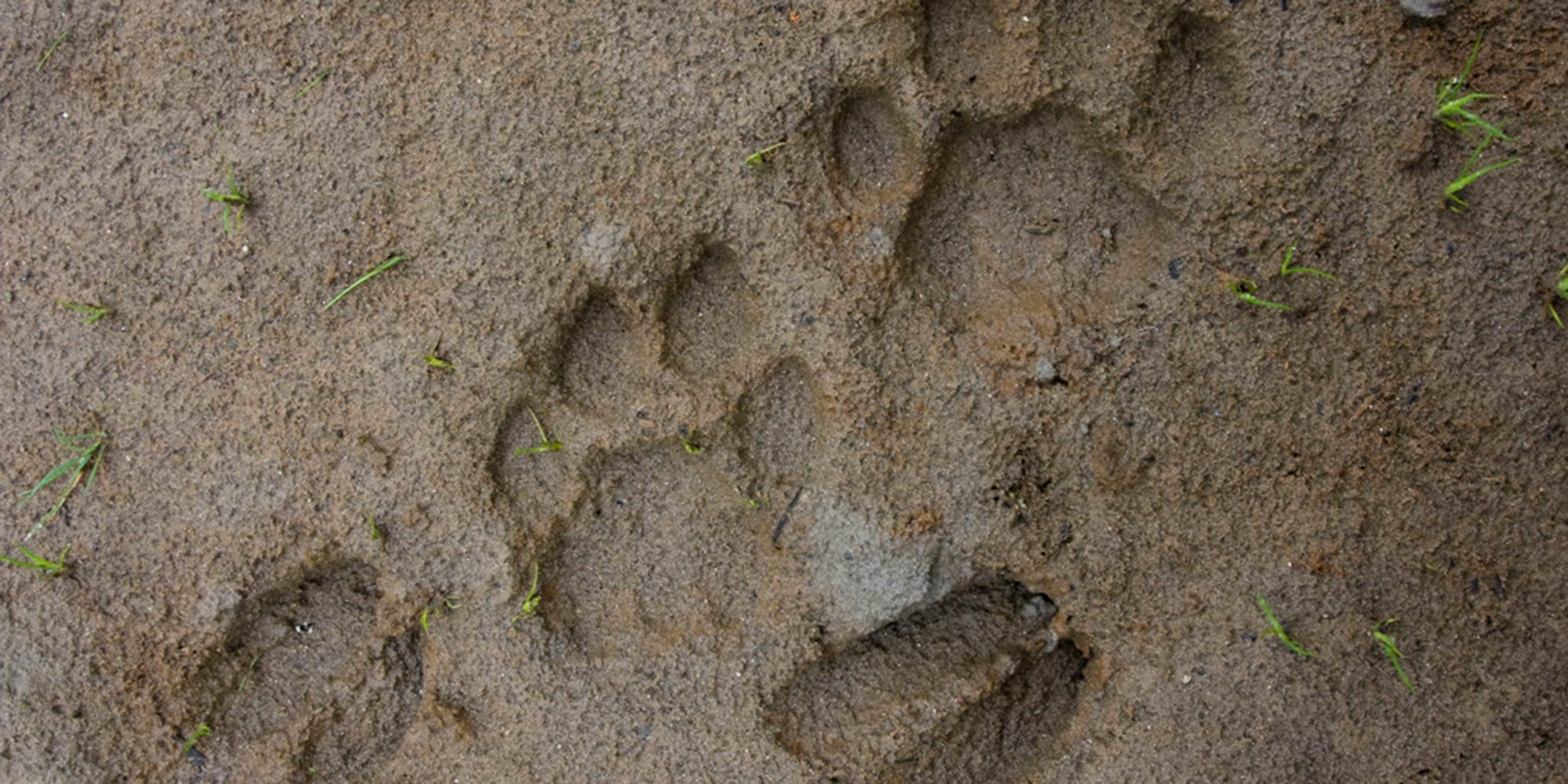 Animal Tracks of the North Eastern United States' Posters 