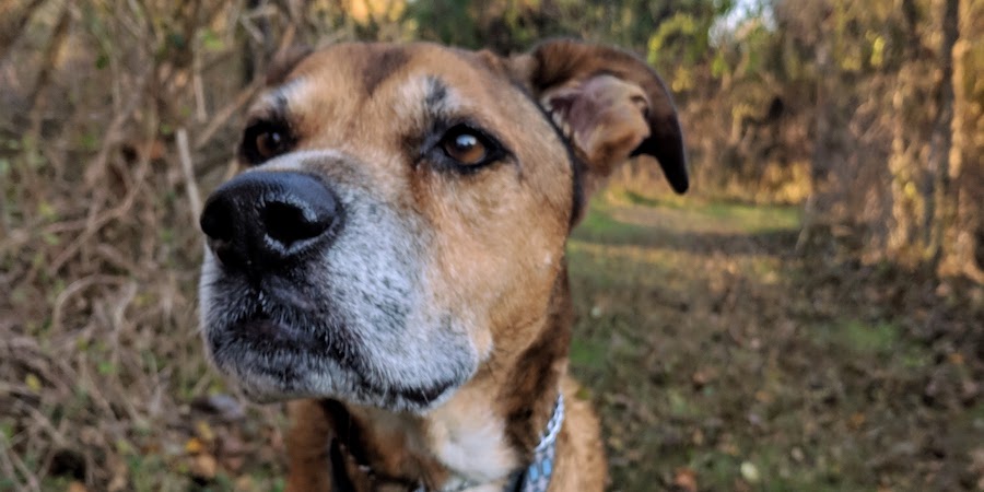 A portrait of a brown dog.