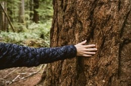 A hiker in a puffy vest reaches out to touch the bark of an old tree in the woods