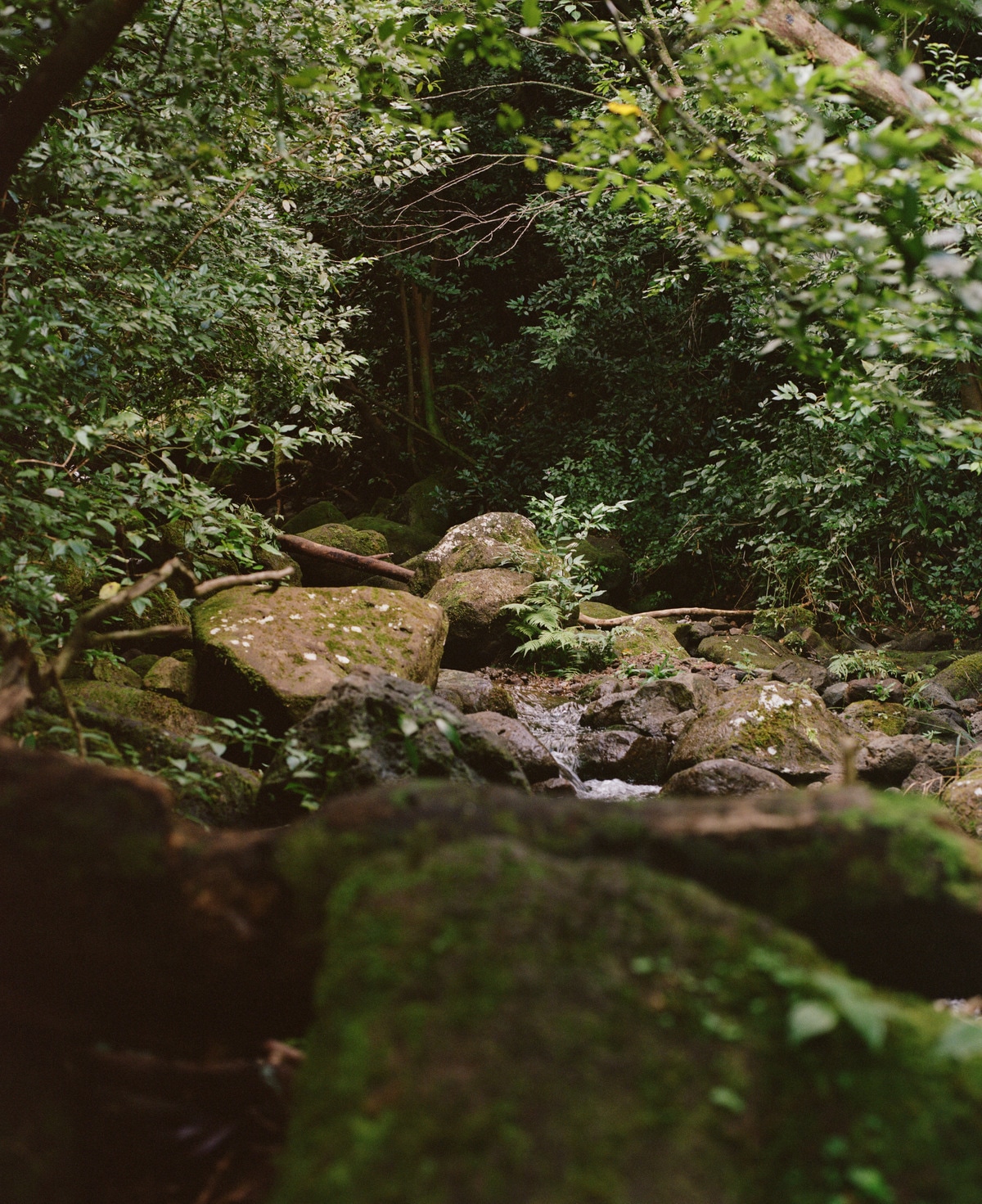 A photo of a lush forest decked out in green leaves and moss