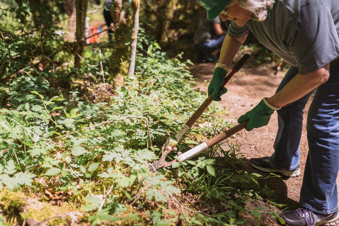 A trail steward uses long clippers to remove invasive species