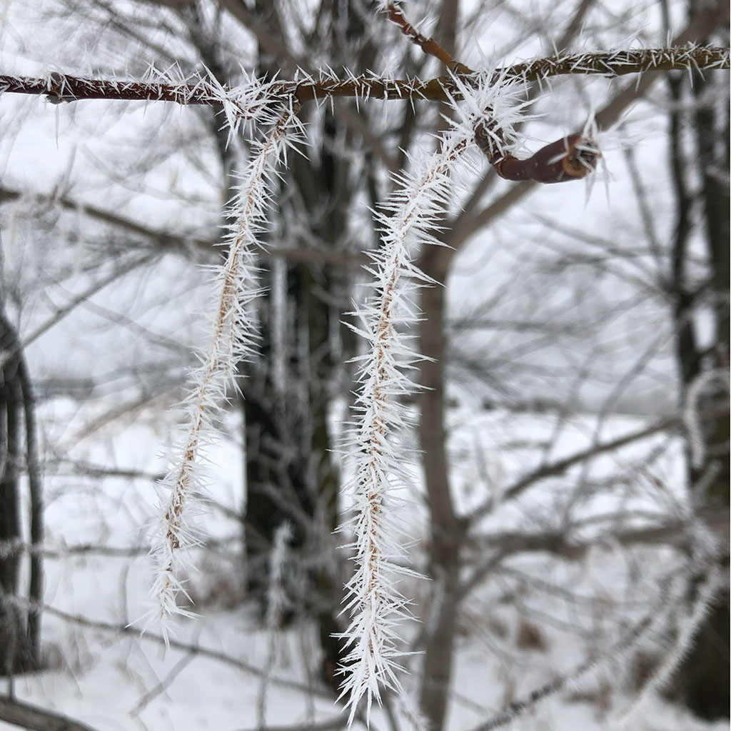 A branch is covered in rime ice shards.