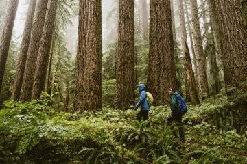 Two hikers walk in the shadow of massive trees.