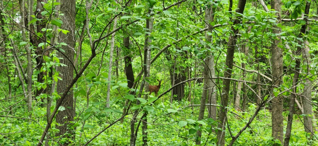 A deer spotted at a distance in thick woods