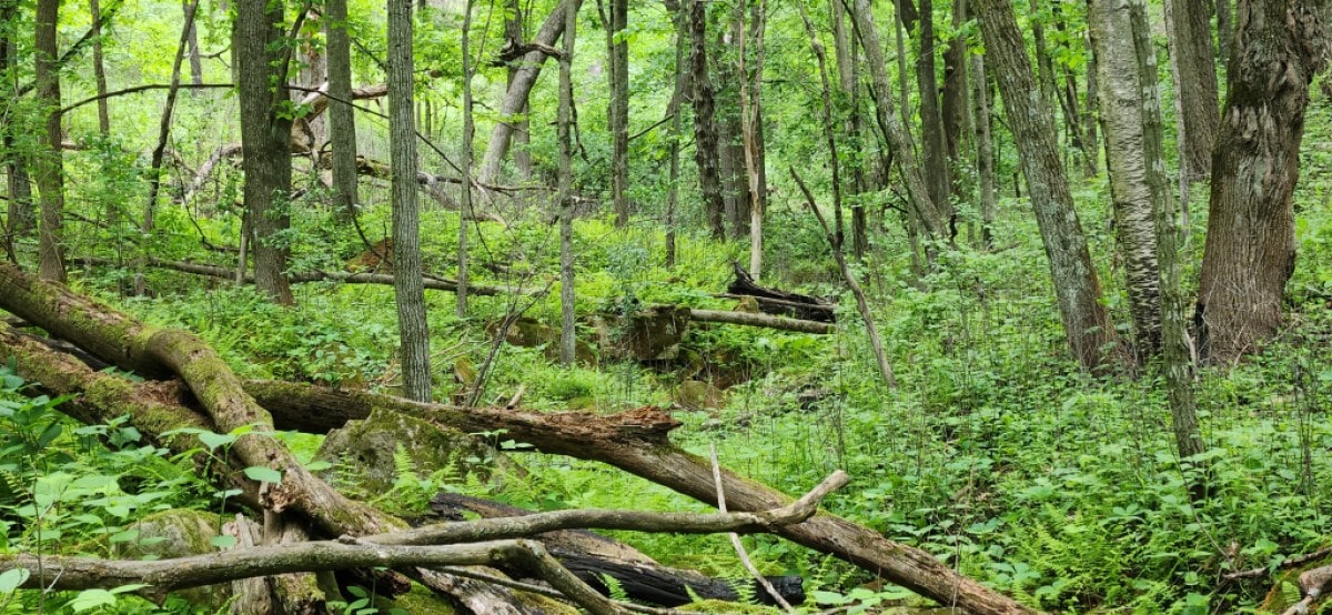 A photo peering into deep woods.