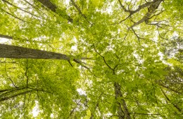 Looking up at a canopy of leafy green trees