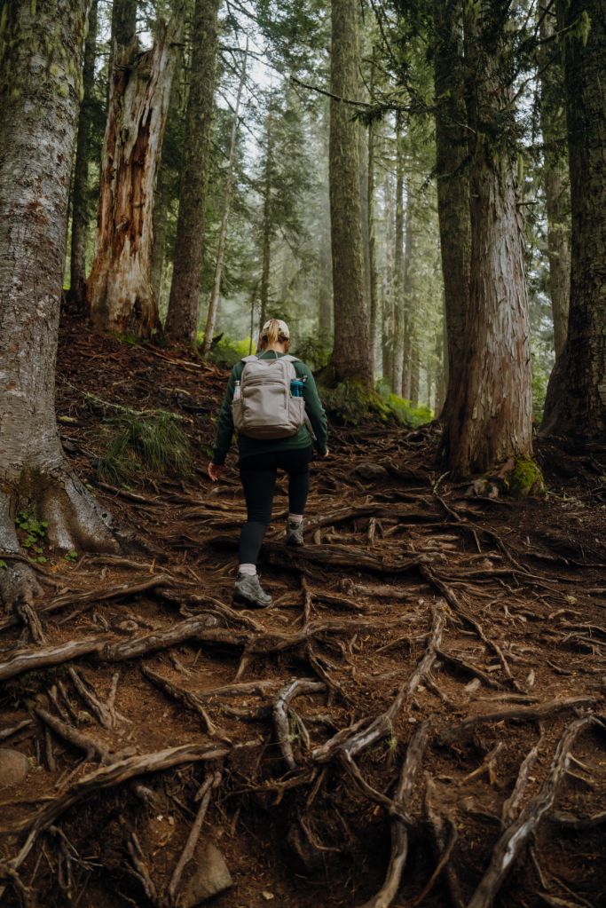 A hikers seen from behind, leading the way up a root-covered trail