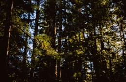A picture of a Pacific Northwest Pine Forest