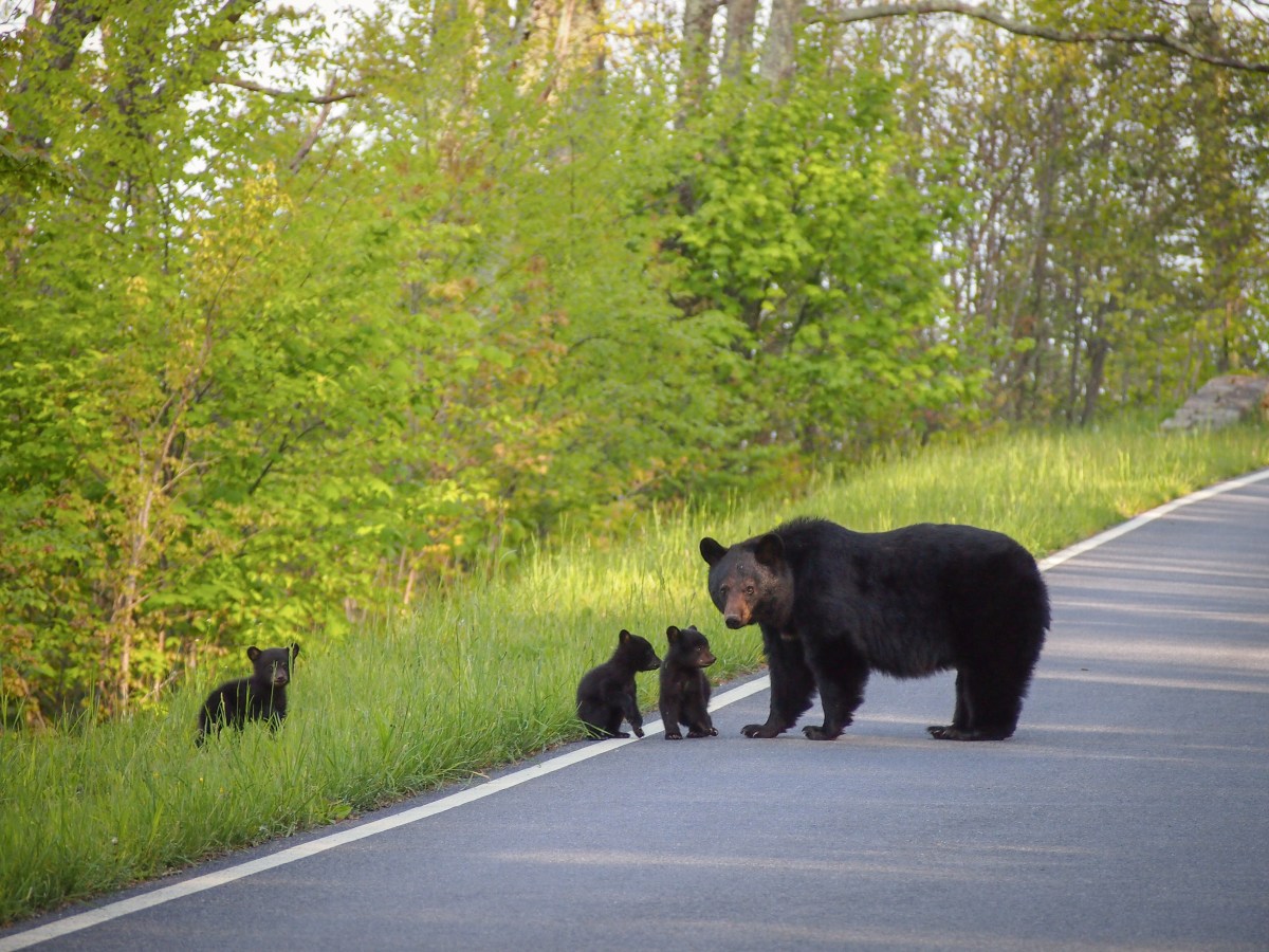 A black bear crosses a street with her three cubs.