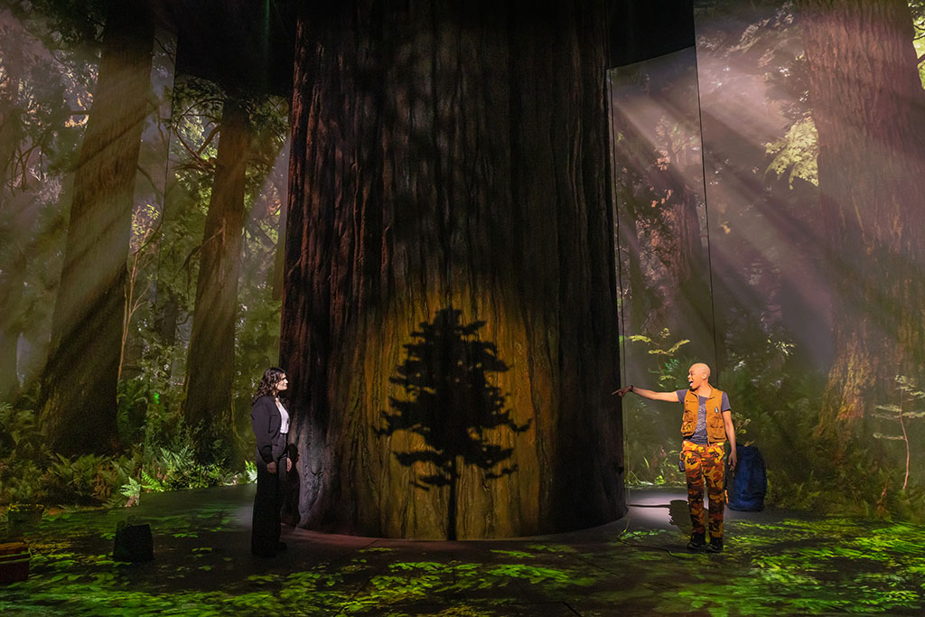 Two people stand on opposite sides of a massive redwood tree trunk, on which a shadow of a tree sapling is projected.