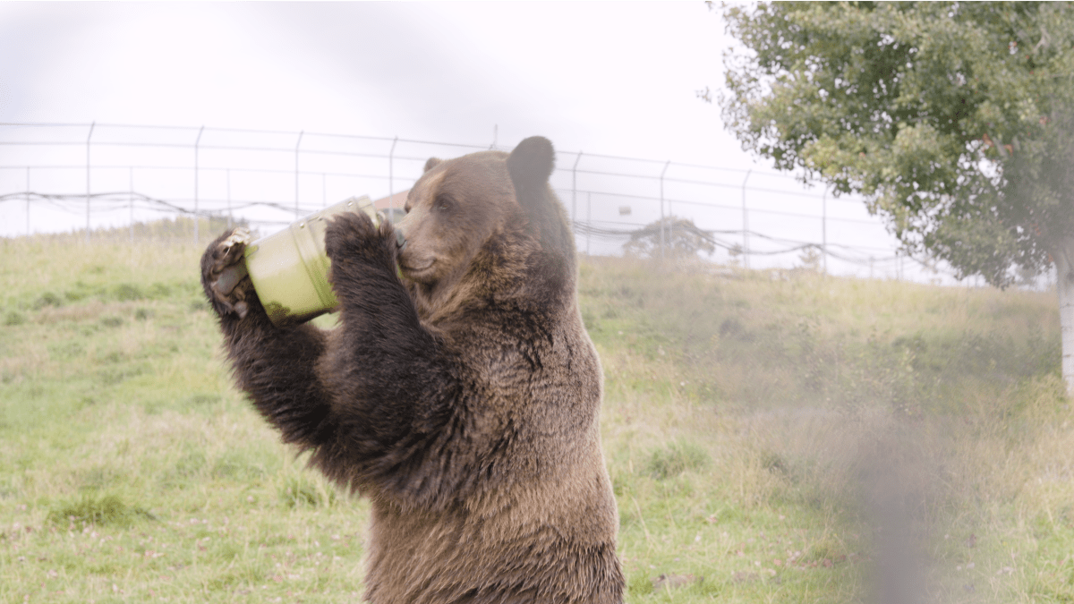 A grizzly bear holds a green bear food canister