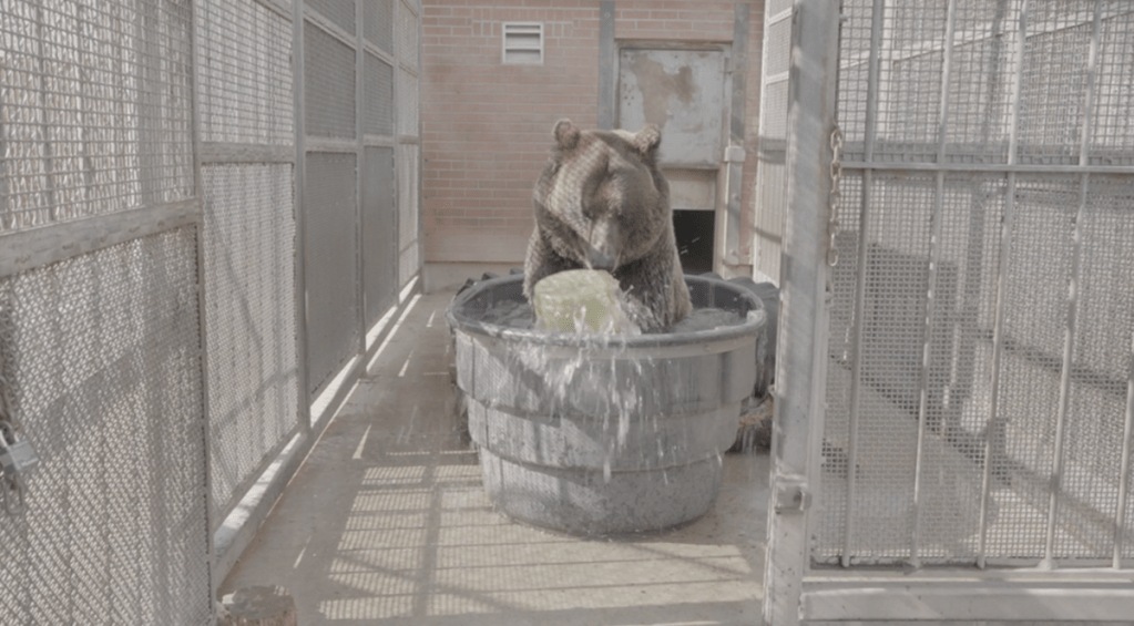 A bear sits in a trough trying to break into a bear canister.